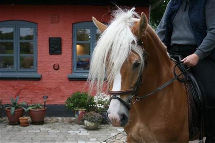 Haflinger Hingst : Alfonso  HAH 23  - Alfonso foran Skinkel gården billede 9