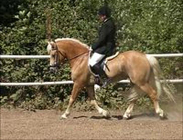 Haflinger Hingst : Alfonso  HAH 23  - Haderslev 2009 billede 10