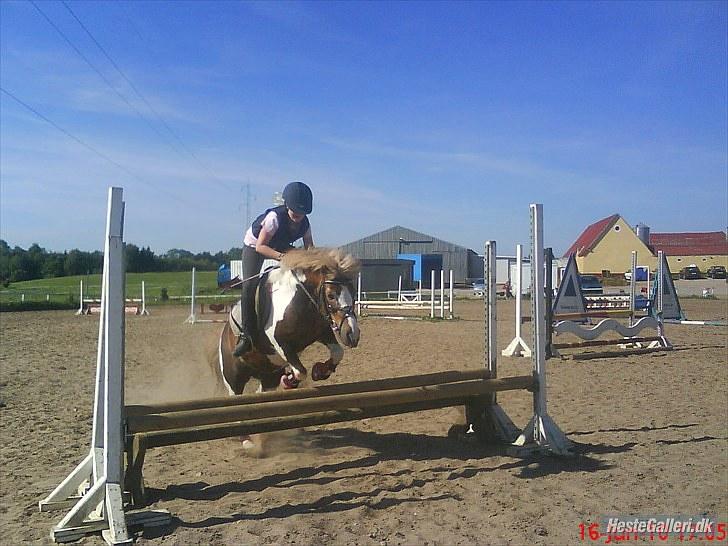 Anden særlig race Dolly (: Red!  - Springundervisning ved Sonny!´(; billede 10