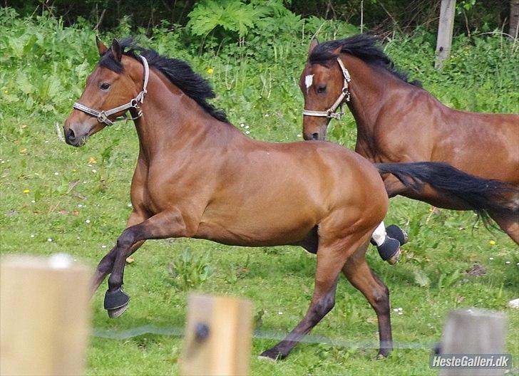 Hollandsk Sportspony Fredslunds Lenkon *A-pony* - Smukke lenny billede 4