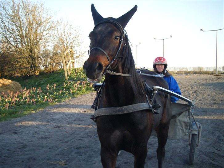 Traver Osaka Steensgård billede 11