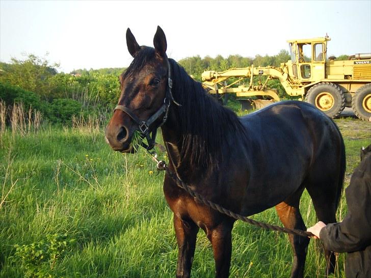 Traver Osaka Steensgård billede 12