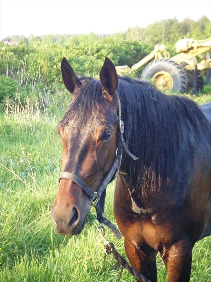 Traver Osaka Steensgård billede 13