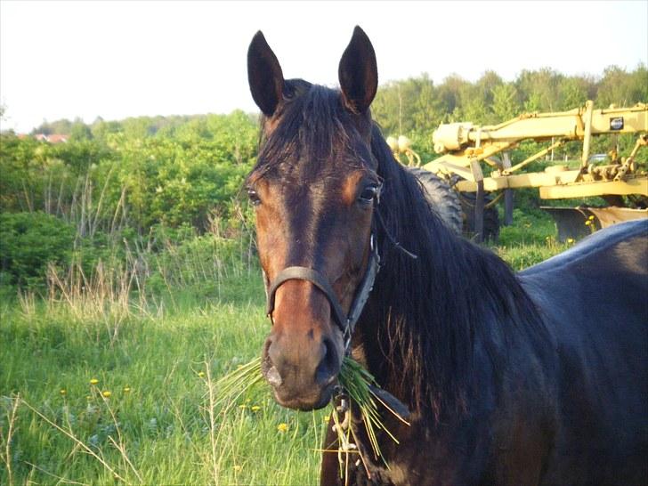 Traver Osaka Steensgård billede 14
