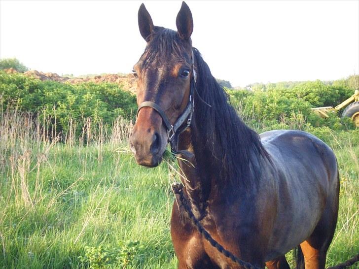 Traver Osaka Steensgård billede 15