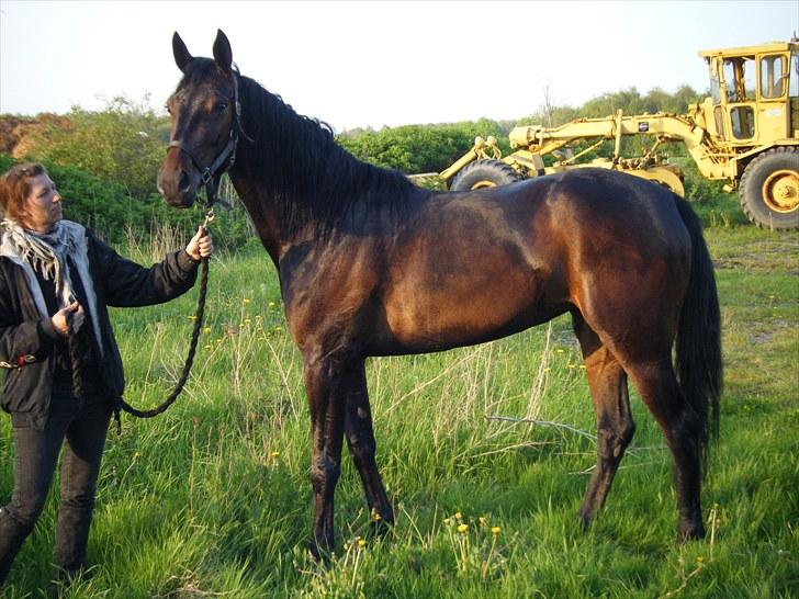 Traver Osaka Steensgård billede 16