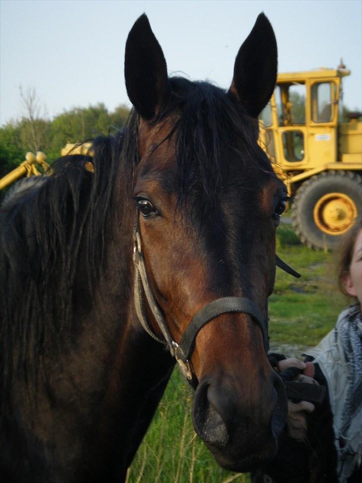 Traver Osaka Steensgård billede 17