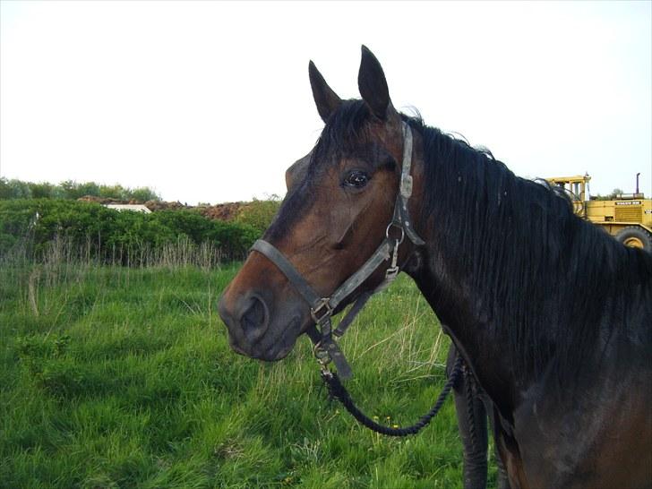 Traver Osaka Steensgård billede 18