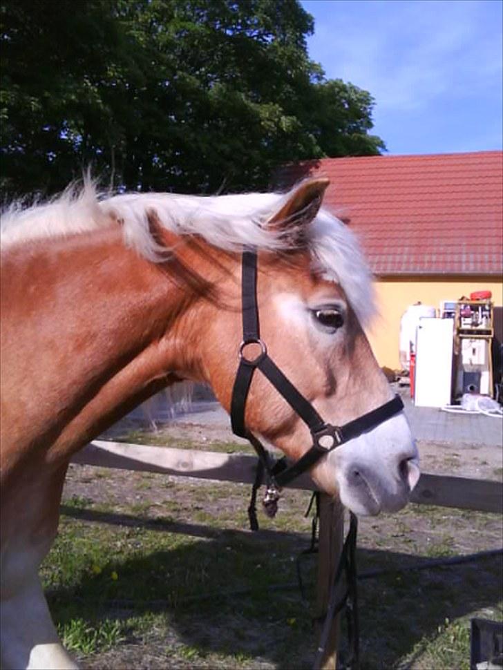 Haflinger Sir Toby <3 - Du er bare så smuk <3 billede 15