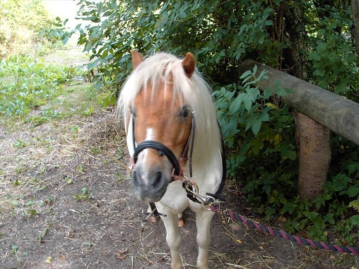 Shetlænder Buster - Trensen er bidløs ( lige så ingen tror han er bundet i en bidring) billede 11