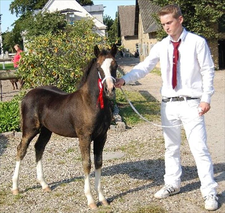 Welsh Pony af Cob-type (sec C) Lundquistens Black Bess - Bess til følskue aug. 2008, hvor hun vandt titlen som "Skuets Charmetrold" billede 6