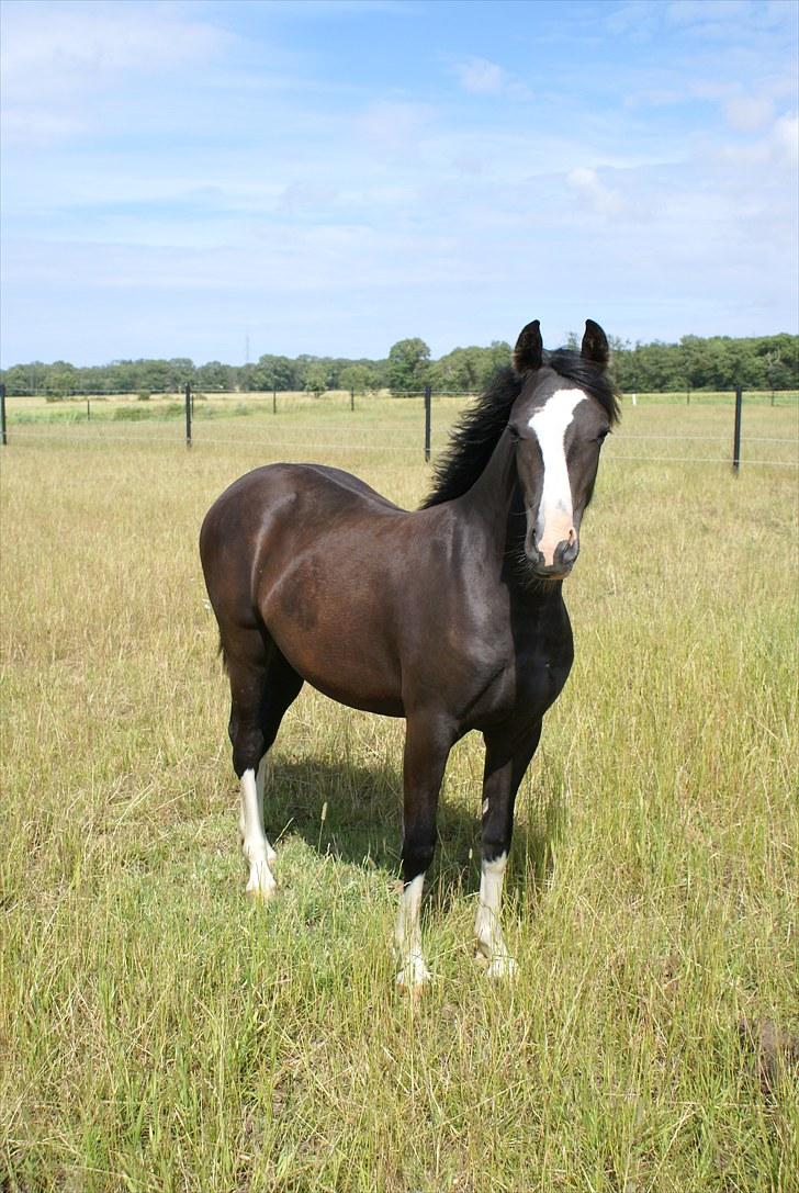Welsh Pony af Cob-type (sec C) Lundquistens Black Bess - Lækker charmetrold billede 7