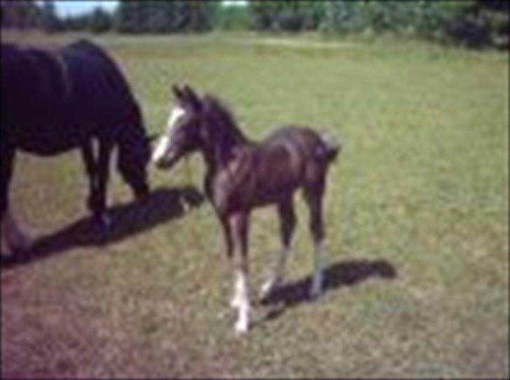 Welsh Pony af Cob-type (sec C) Lundquistens Black Bess - Bess 1 måned. Billedet er desværre lidt sløret billede 8