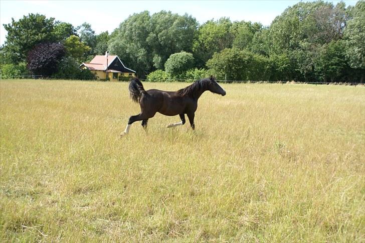 Welsh Pony af Cob-type (sec C) Lundquistens Black Bess billede 9