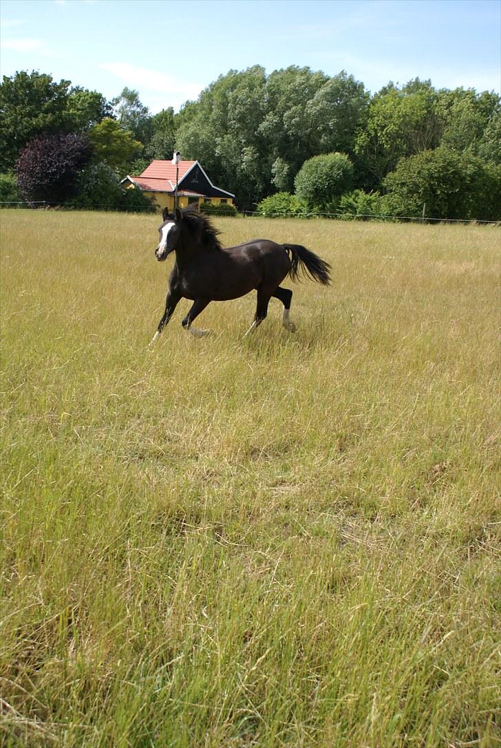 Welsh Pony af Cob-type (sec C) Lundquistens Black Bess billede 10