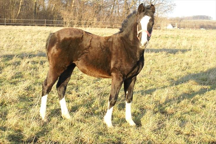 Welsh Pony af Cob-type (sec C) Lundquistens Black Bess billede 11