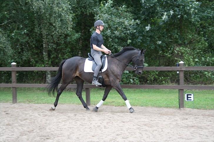 Anden særlig race Anna Alana *byttet væk* billede 1