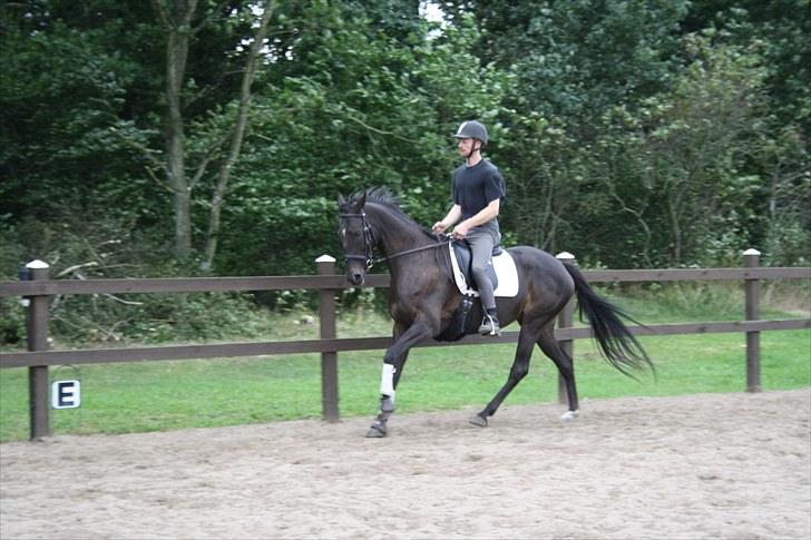 Anden særlig race Anna Alana *byttet væk* billede 3