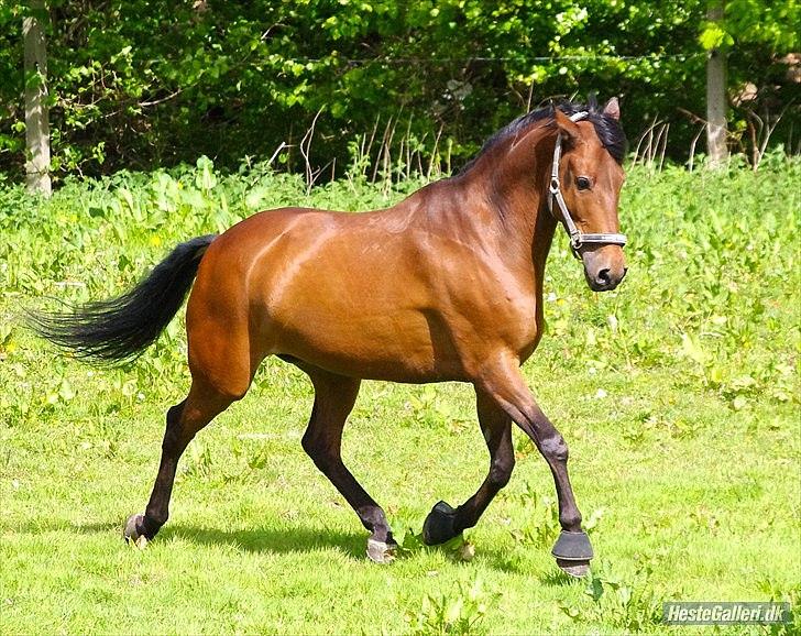 Hollandsk Sportspony Fredslunds Lenkon *A-pony* - Charme, selvtillid og lækkert hår billede 5