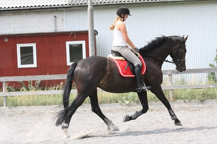 Anden særlig race Vienna STJERNE HESTEN - Dressur på banen ;p Foto: Johanne billede 2