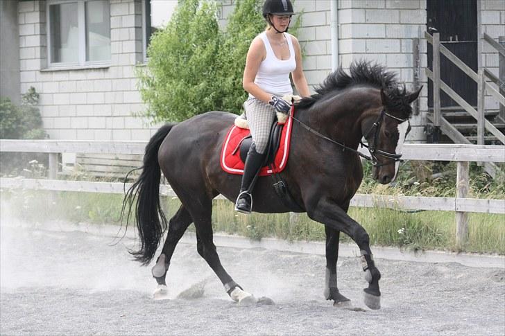 Anden særlig race Vienna STJERNE HESTEN - Smuke og samlet galop, dog mangler jeg hoved ;p Foto: Johanne billede 3