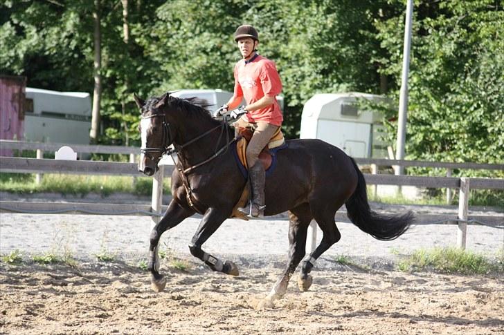 Anden særlig race Vienna STJERNE HESTEN - Hyp hop, i galop Foto: Mig billede 6