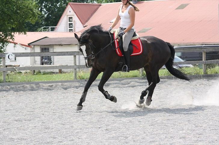 Anden særlig race Vienna STJERNE HESTEN - Samlet galop Foto: Johanne billede 7