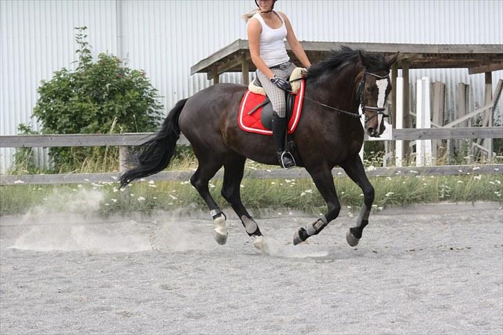 Anden særlig race Vienna STJERNE HESTEN billede 9