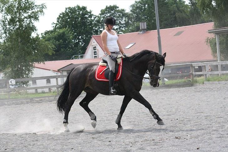 Anden særlig race Vienna STJERNE HESTEN - Tak fordi i kiggede ;p billede 12