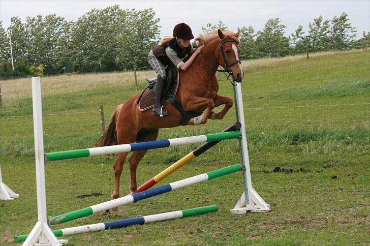 New Forest Maybe Baby billede 16