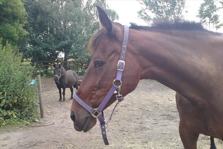 Traver La bell billede 13