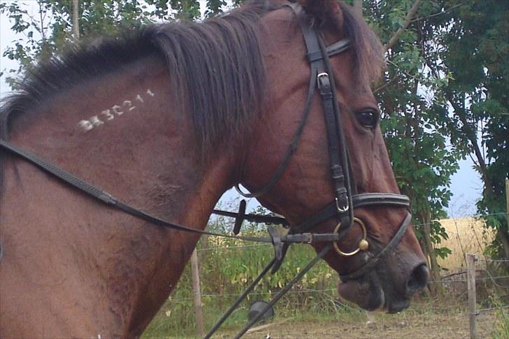 Traver La bell billede 18