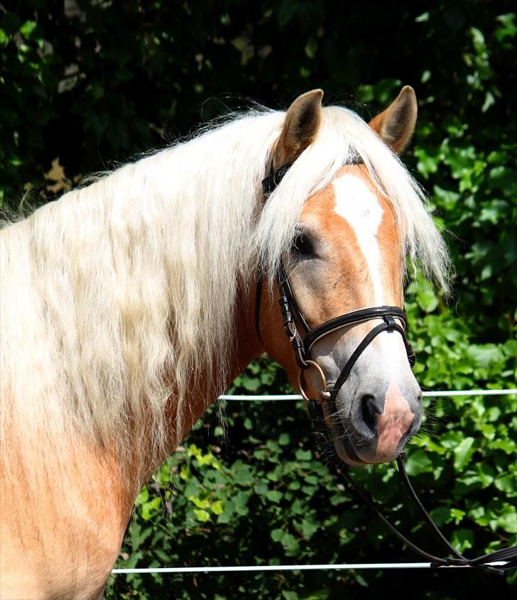 Haflinger Why Not  SOLGT - (CNN-foto) billede 7
