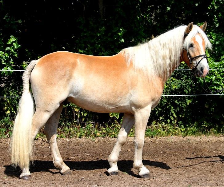 Haflinger Why Not  SOLGT - (CNN-foto) billede 2
