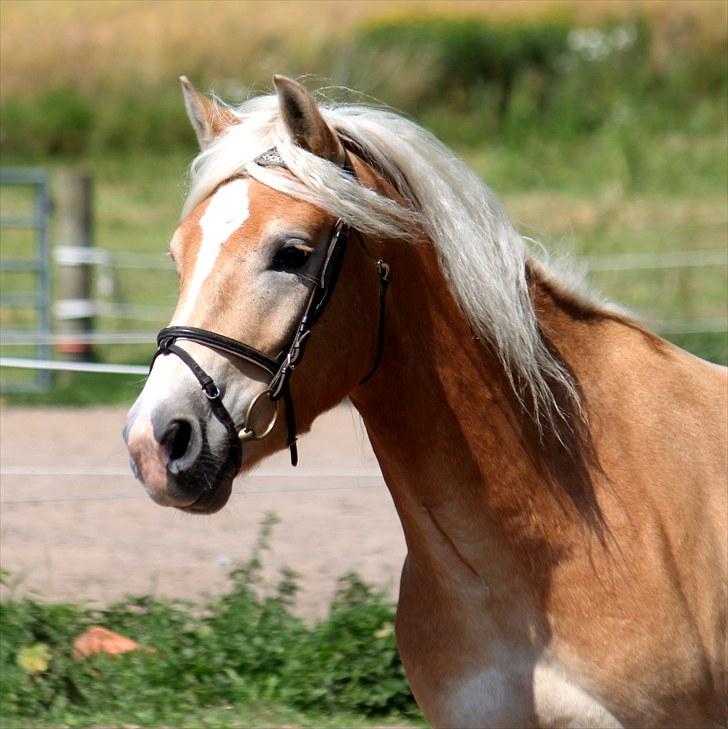 Haflinger Why Not  SOLGT - (CNN-foto) billede 4