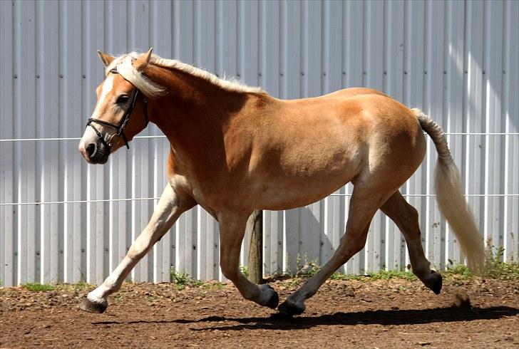 Haflinger Why Not  SOLGT - (CNN-foto) billede 5