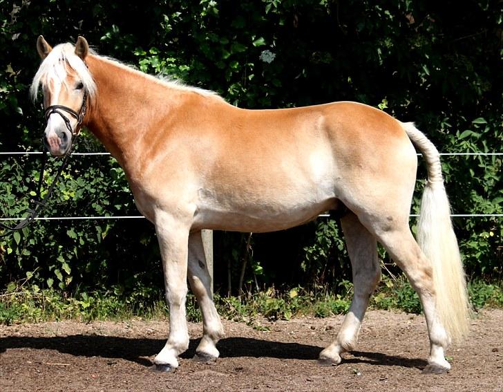 Haflinger Why Not  SOLGT - (CNN-foto) billede 6