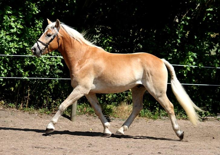 Haflinger Why Not  SOLGT - (CNN-foto) billede 8