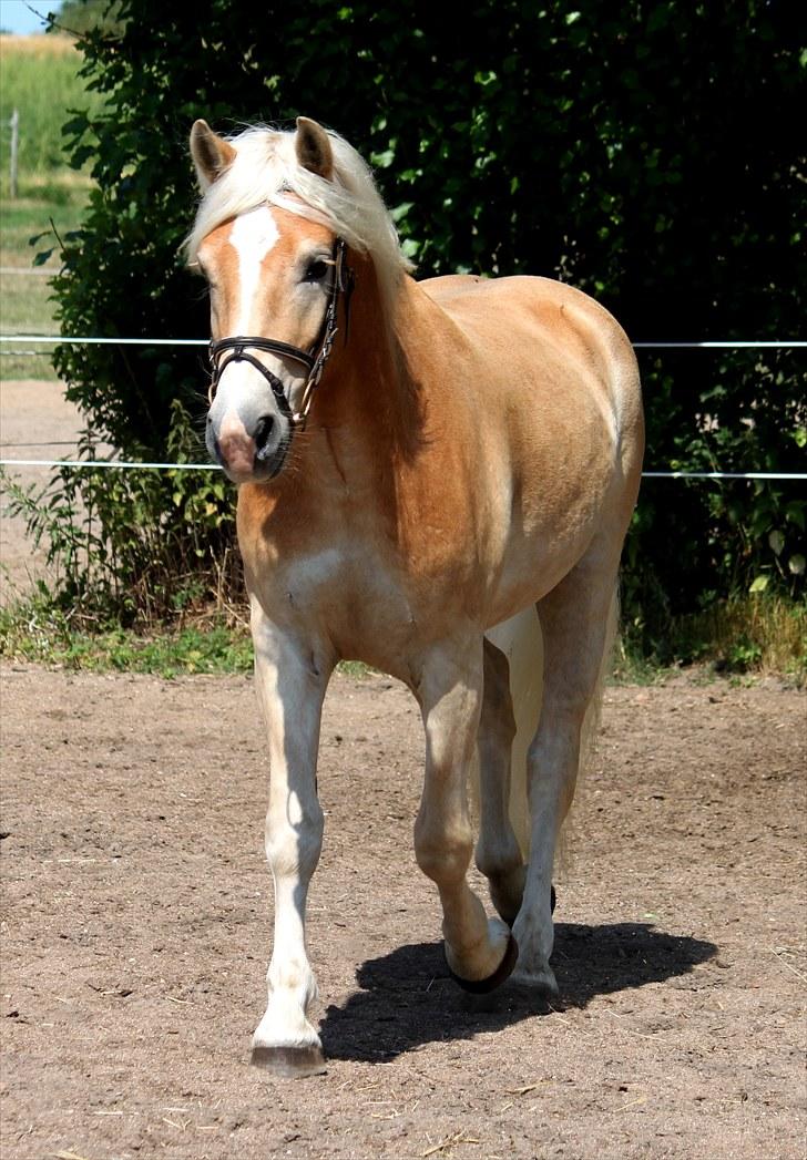 Haflinger Why Not  SOLGT - (CNN-foto) billede 9
