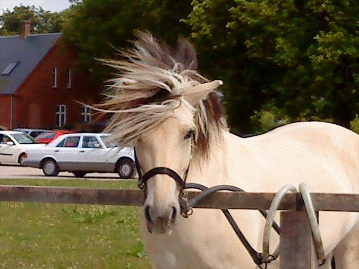 Fjordhest Højager's Lollypop [Tidl. passer] - Tilfældigt billede taget en smuk forårs dag 2009:) billede 1