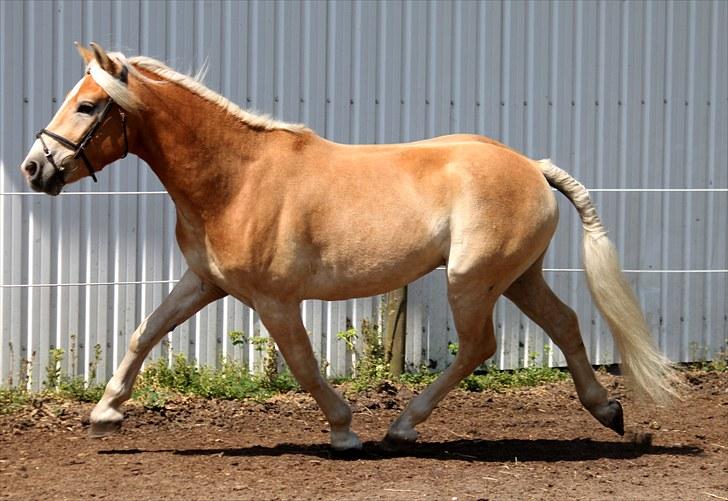 Haflinger Why Not  SOLGT - (CNN-foto) billede 10