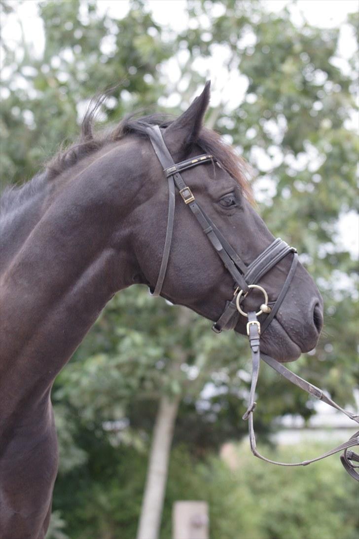 Anden særlig race Noah - ..Wherever you are, I won´t stop searching<3 billede 7