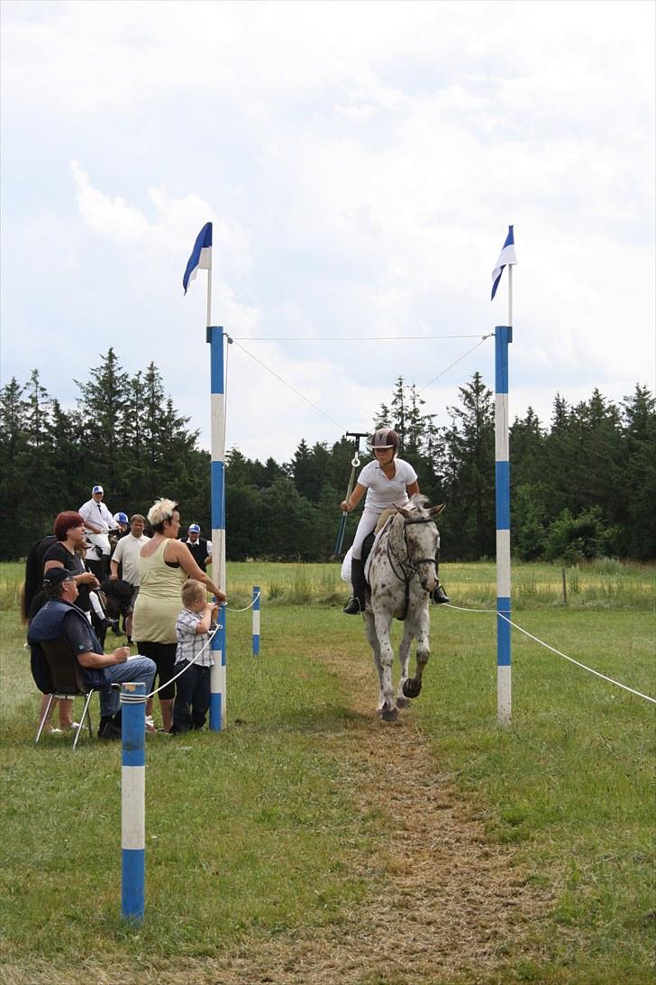 Knabstrupper Jeronimo ( Aquilla) billede 14