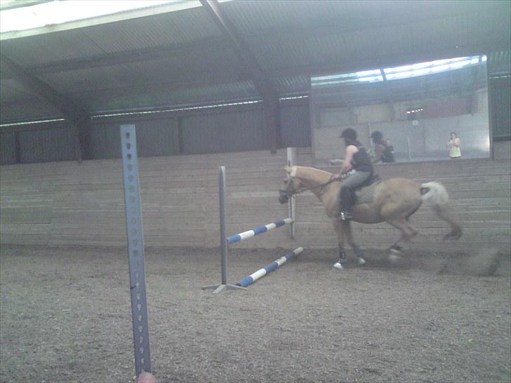 Palomino Samson *SOLGT* - samson springer 70 cm. billede 13