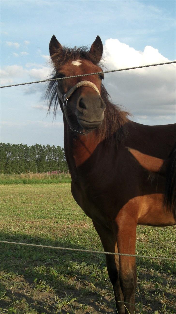 Anden særlig race Borriz <3 R.I.P. - Hey! vil du noget... bar kom an! billede 14