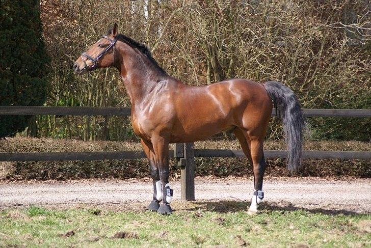 Dansk Varmblod Markgårds Donnewind - Den 10. april 2011. Fotograf Simone billede 16