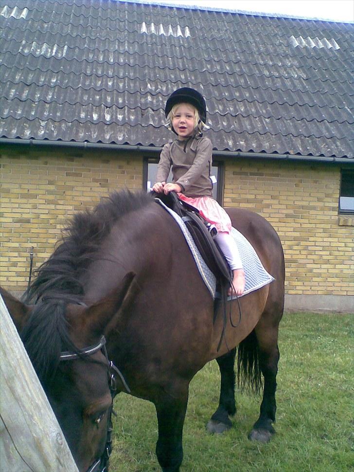 Anden særlig race Lukas *Himmelhest* - Hansa sidder på Lukas billede 5