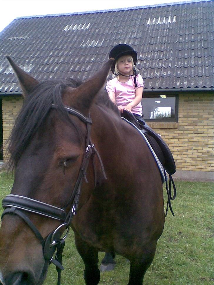 Anden særlig race Lukas *Himmelhest* - Anna ville også sidde på Lukas billede 6