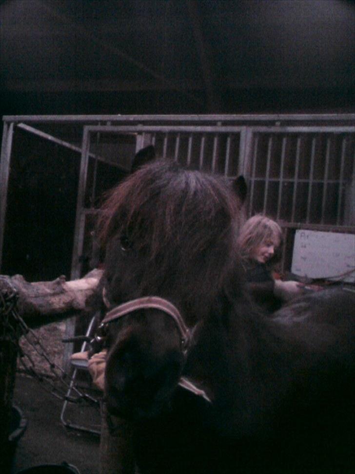 Shetlænder Baron Rip 2010 billede 7
