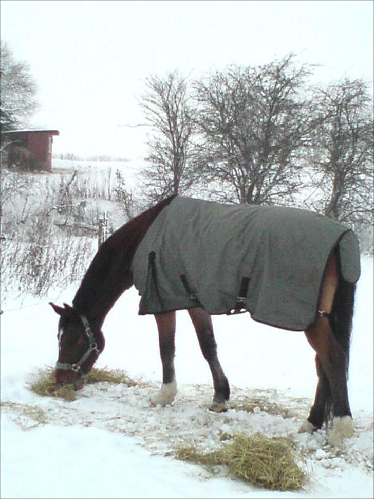 Dansk Varmblod Emblems Comet    RIP - billede 18